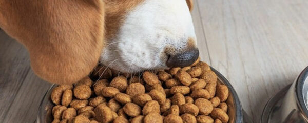 croquettes pour son chien