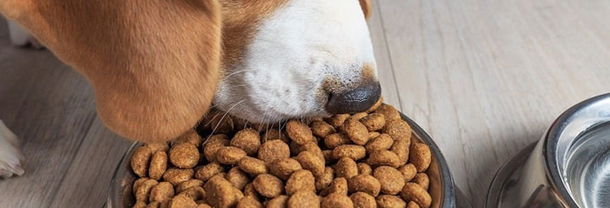 croquettes pour son chien