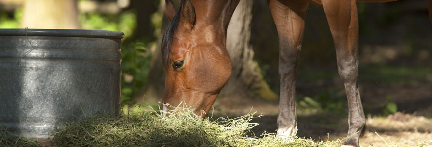 santé de son cheval