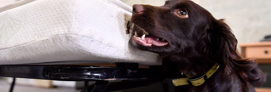 chien détecteur de punaise